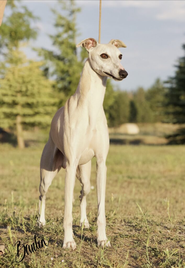 whippet puppies for sale in the PNW