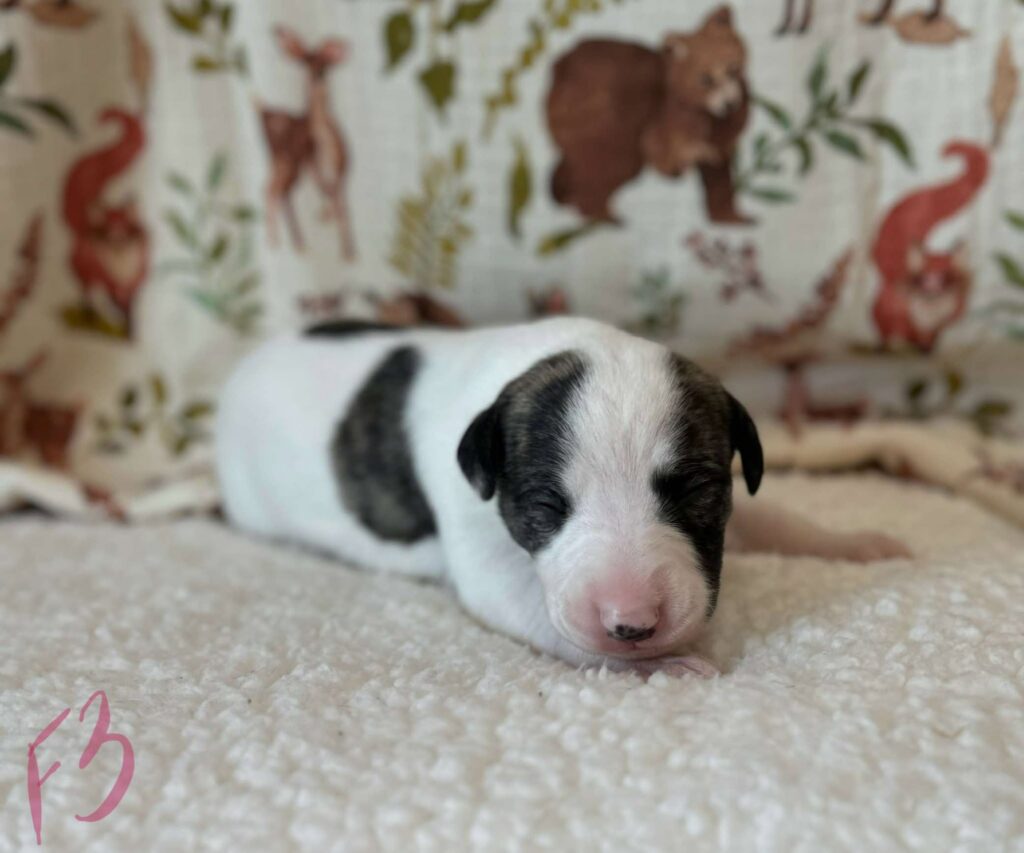 top quality whippet breeder in the usa