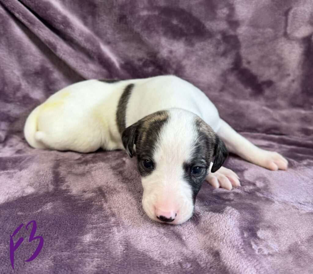 top quality whippet breeder in the usa