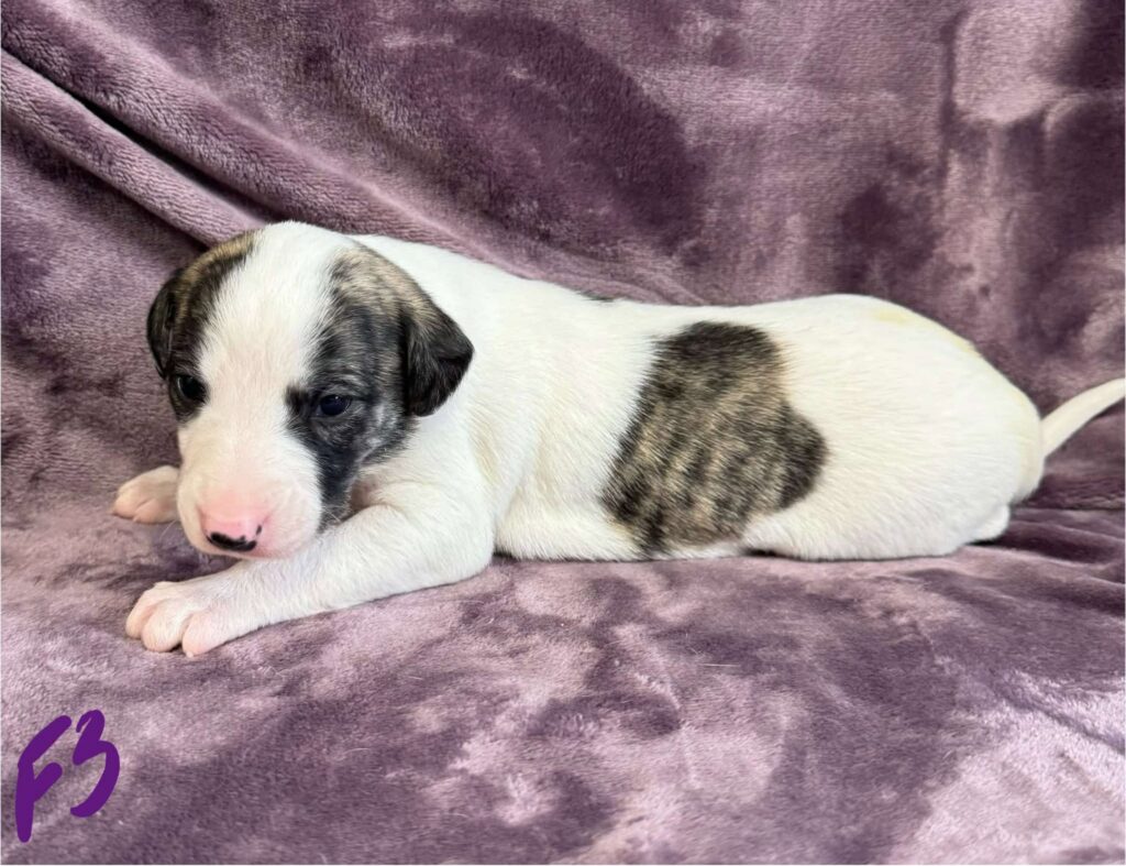 top quality whippet breeder in the usa