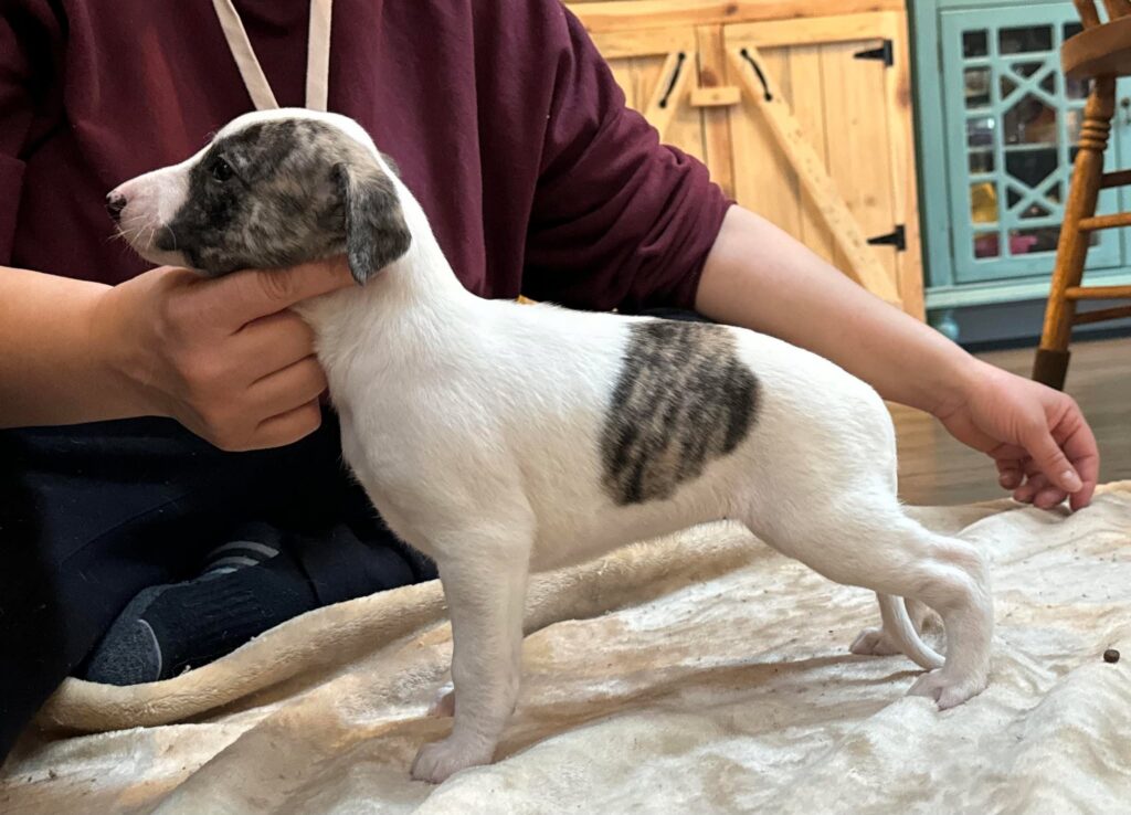 top quality whippet breeder in the usa