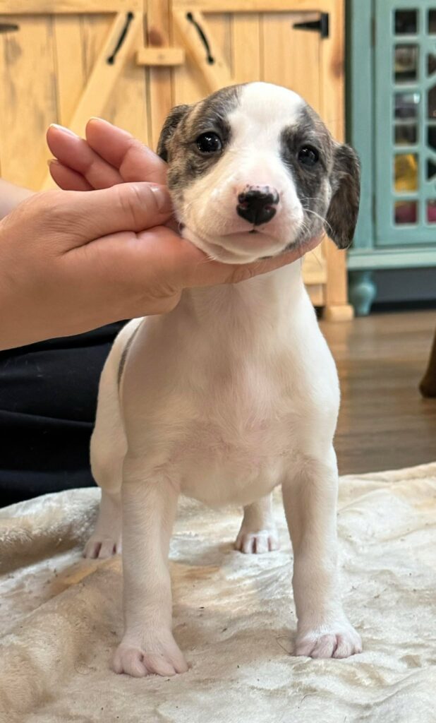 top quality whippet breeder in the usa