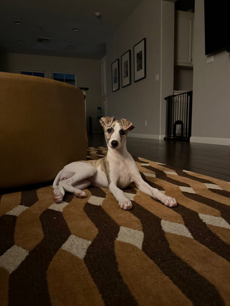 whippet puppies for sale in the PNW