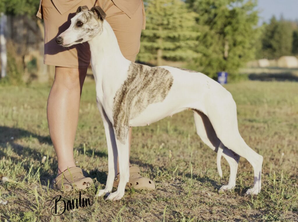 whippet puppies for sale in washington
