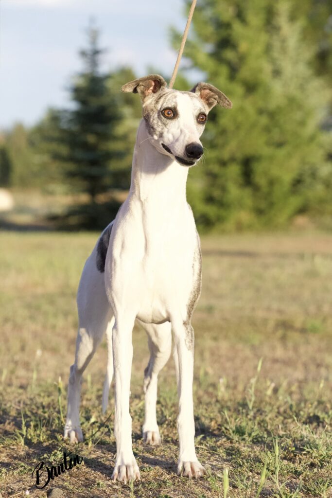 whippet puppies for sale in washington