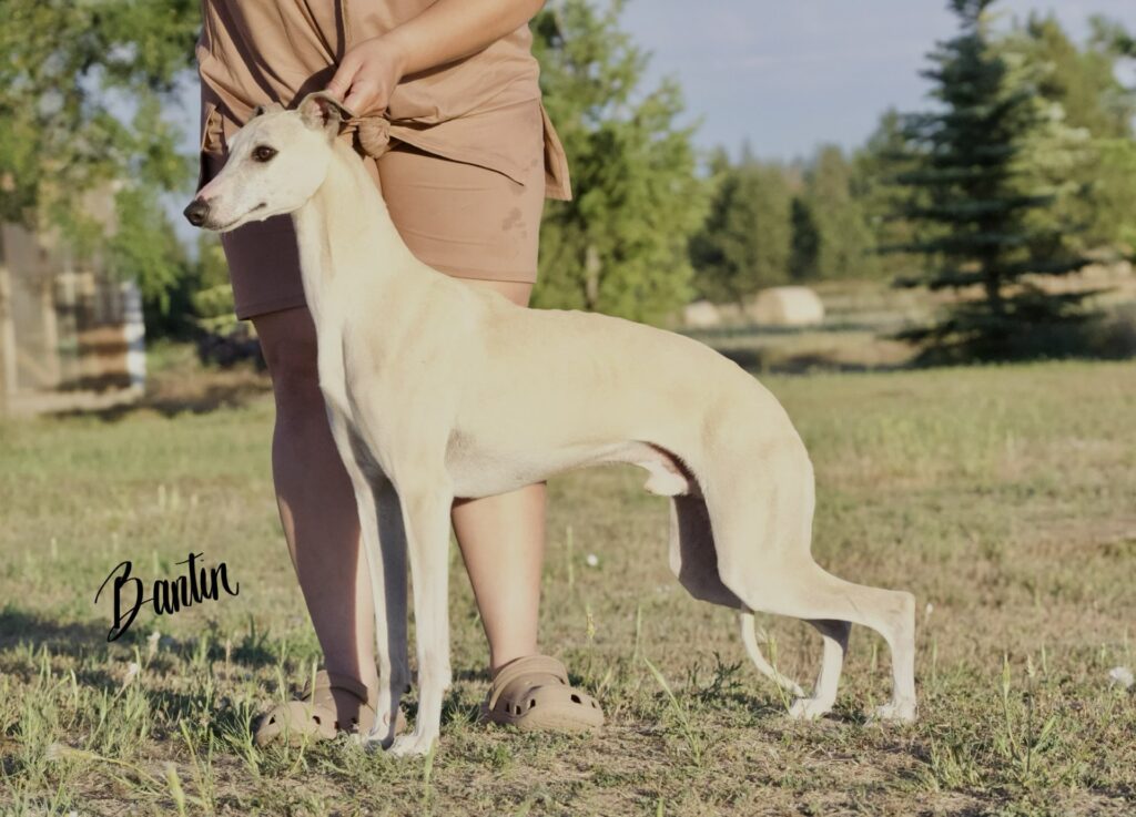 whippet puppies for sale in the PNW