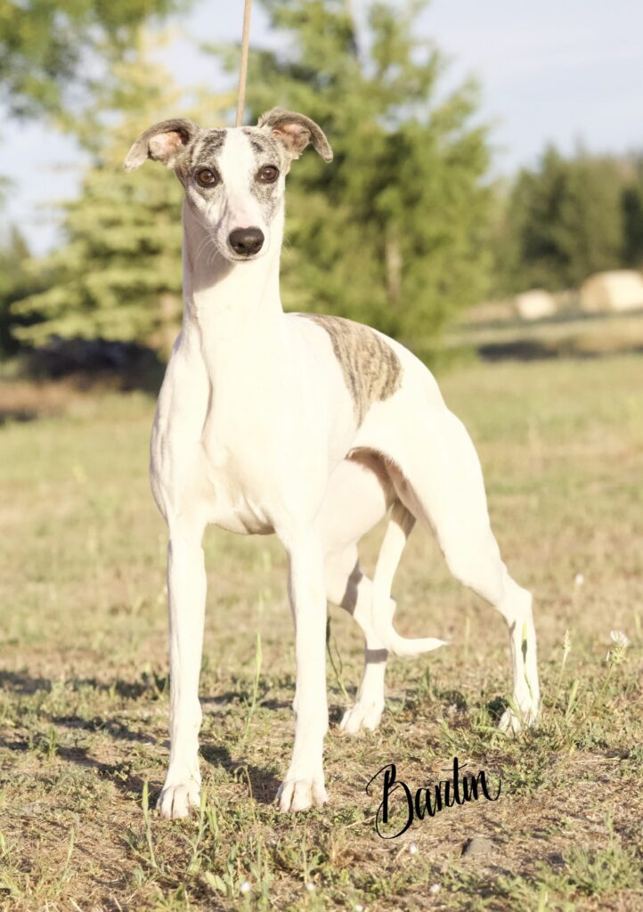 whippet puppies for sale in washington