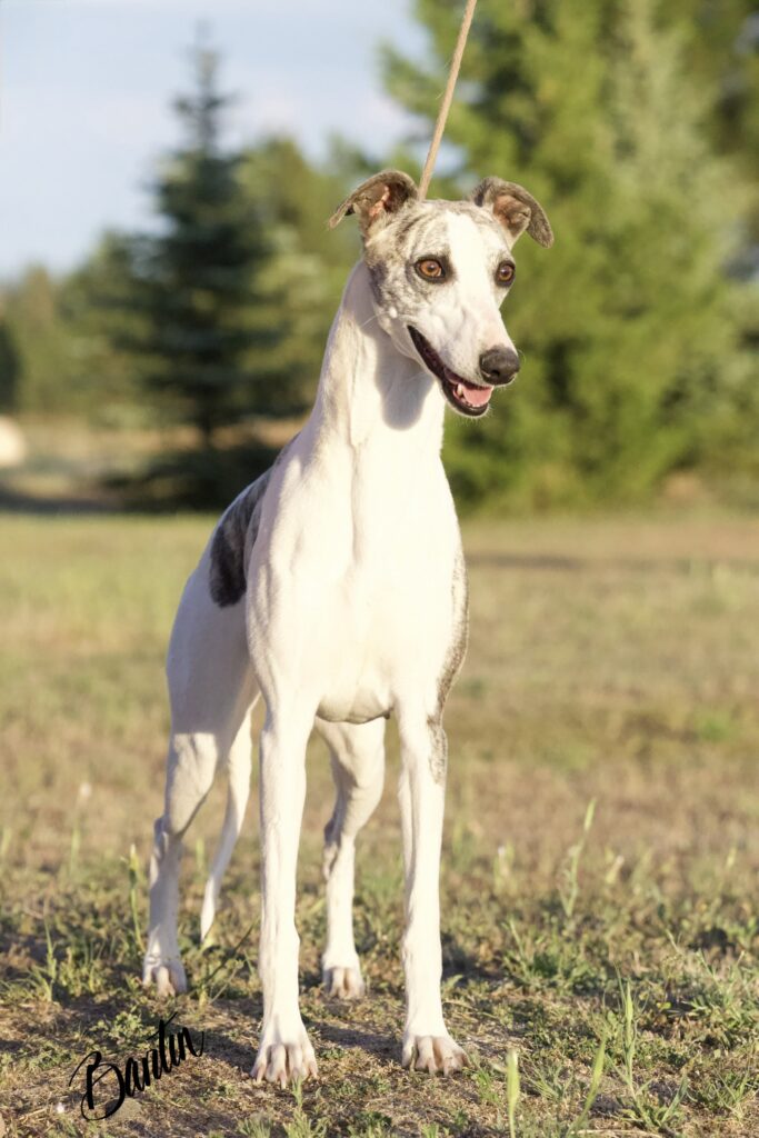 whippet puppies for sale in washington