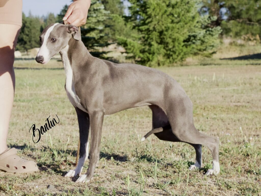blue akc whippets for sale