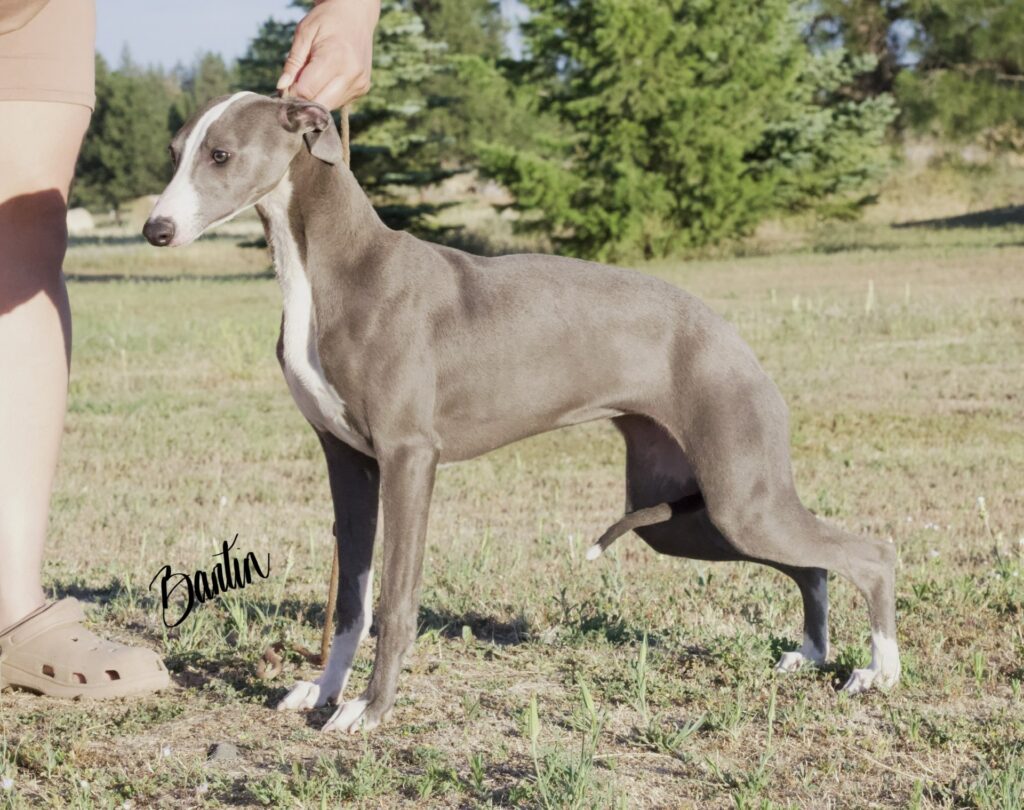 blue akc whippets for sale