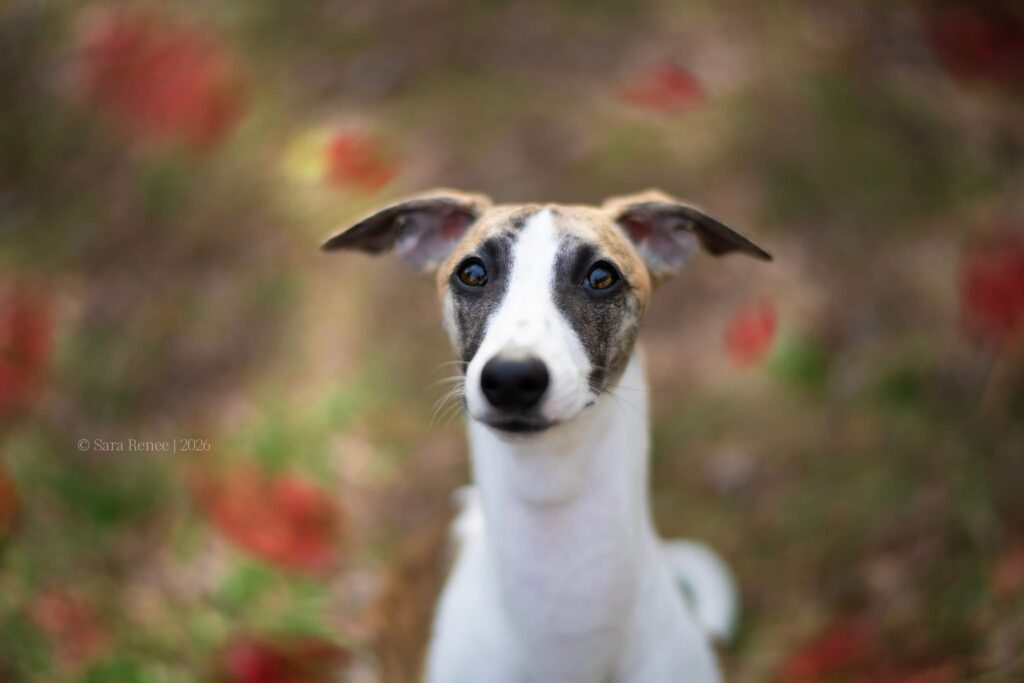 whippet puppies for sale in the PNW