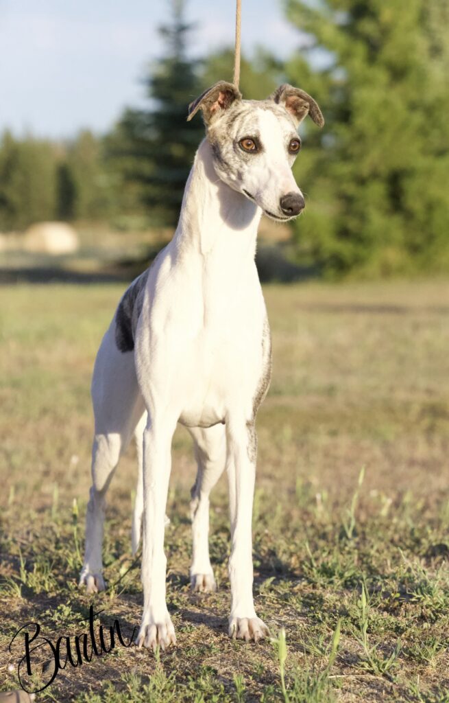 whippet puppies for sale in washington