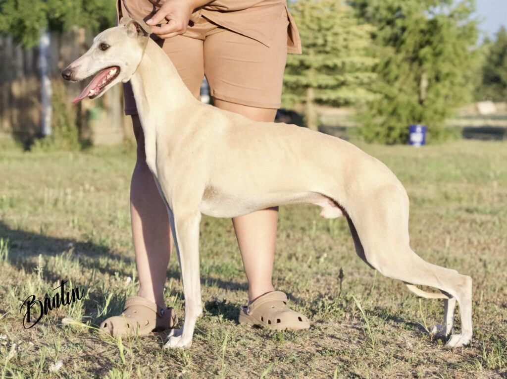 whippet puppies for sale in the PNW