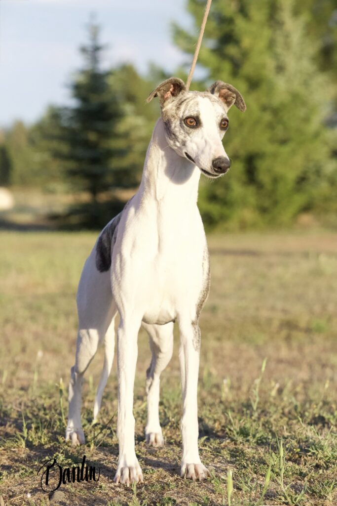 whippet puppies for sale in washington