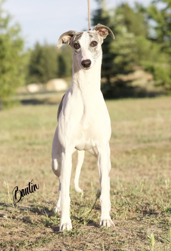 whippet puppies for sale in washington
