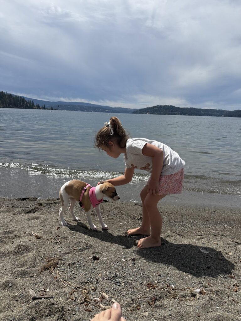 top quality whippet breeder in the usa