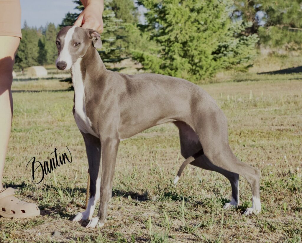 blue akc whippet puppies for sale