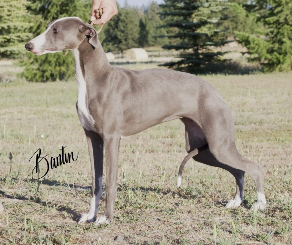blue akc whippets for sale