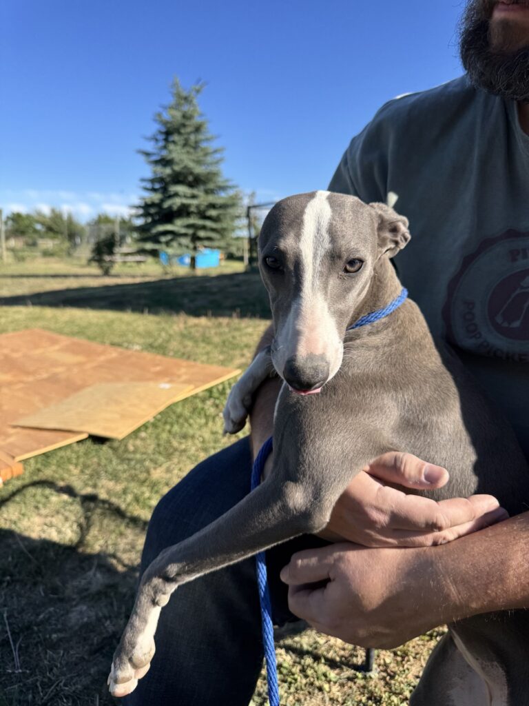 akc blue whippets for sal