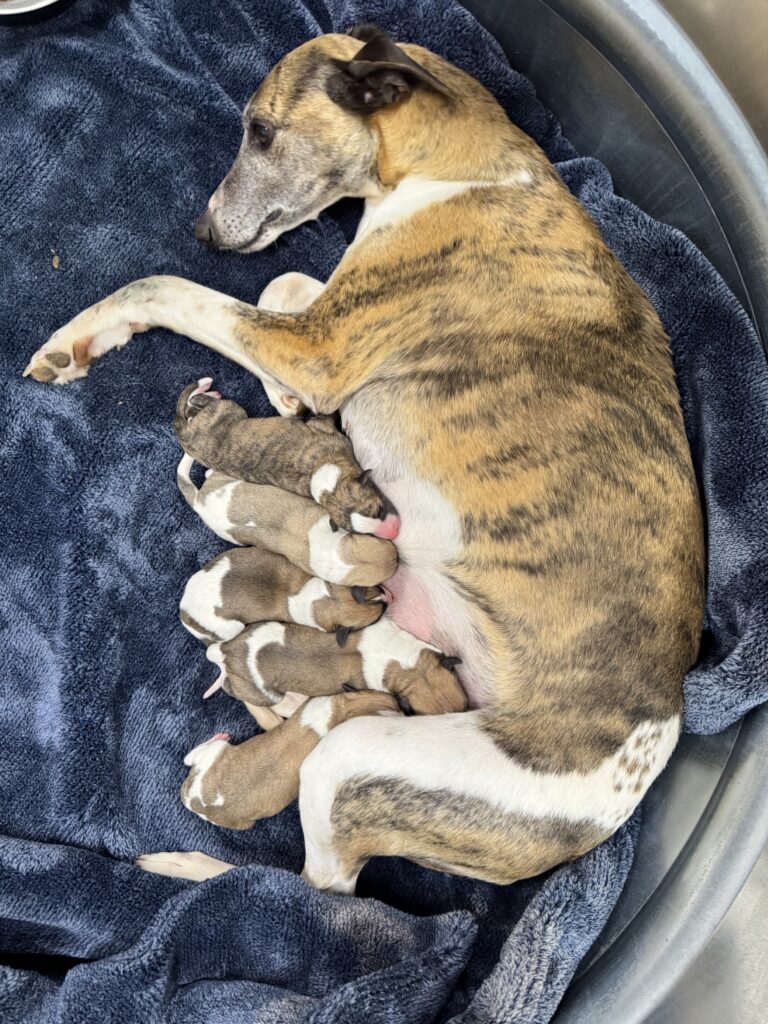 top quality whippet breeder in the usa