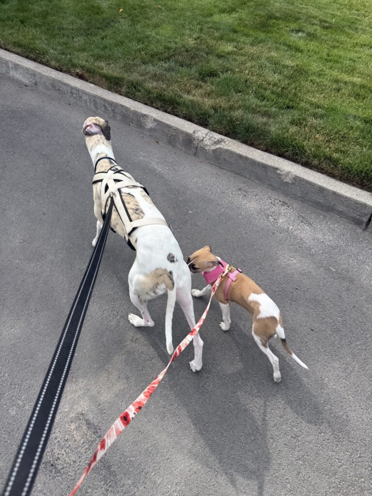 top quality whippet breeder in the usa