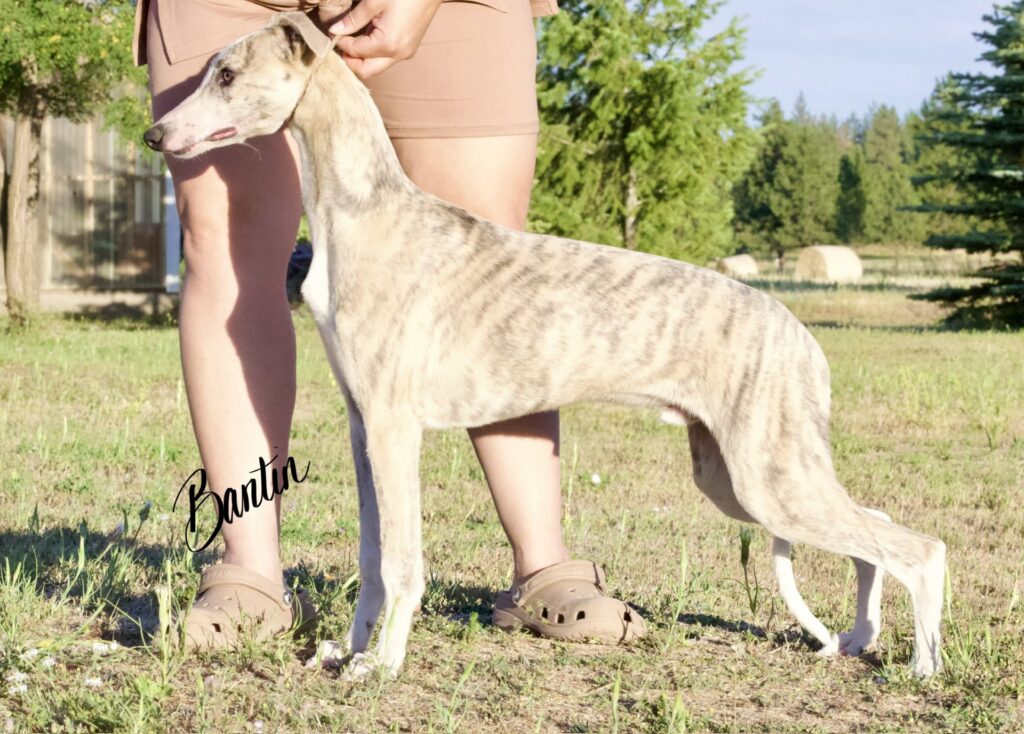 blue brindle whippet puppies for sale
