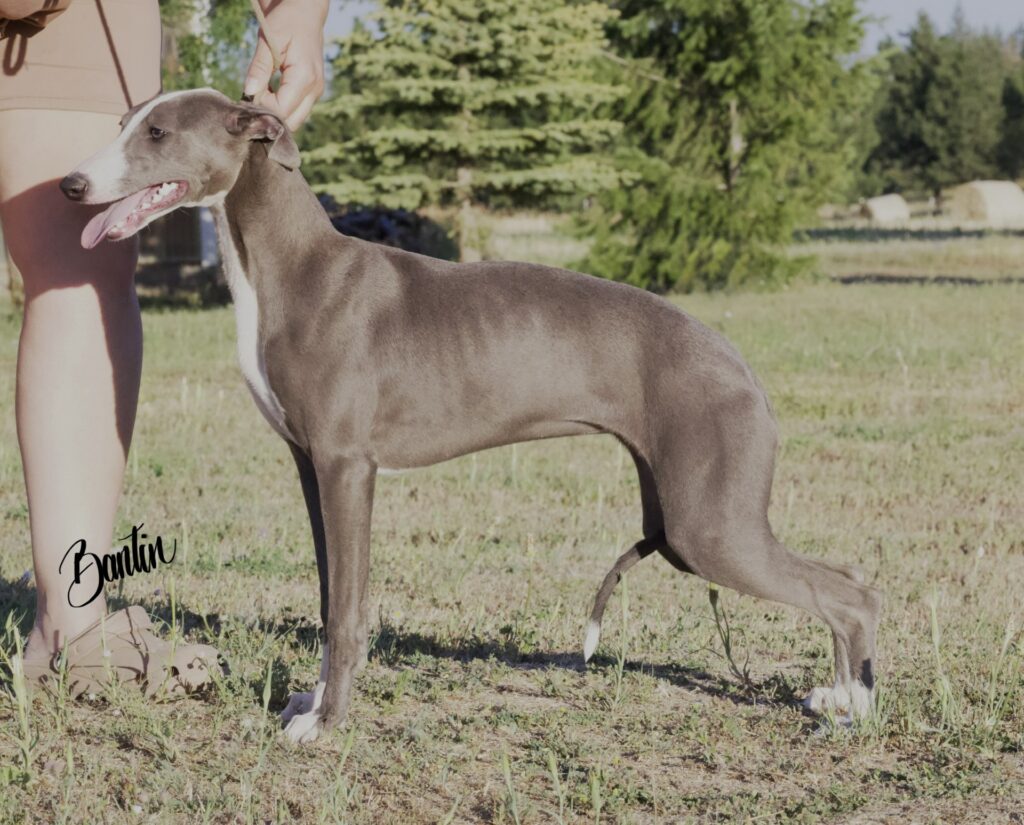 blue akc whippet puppies for sale