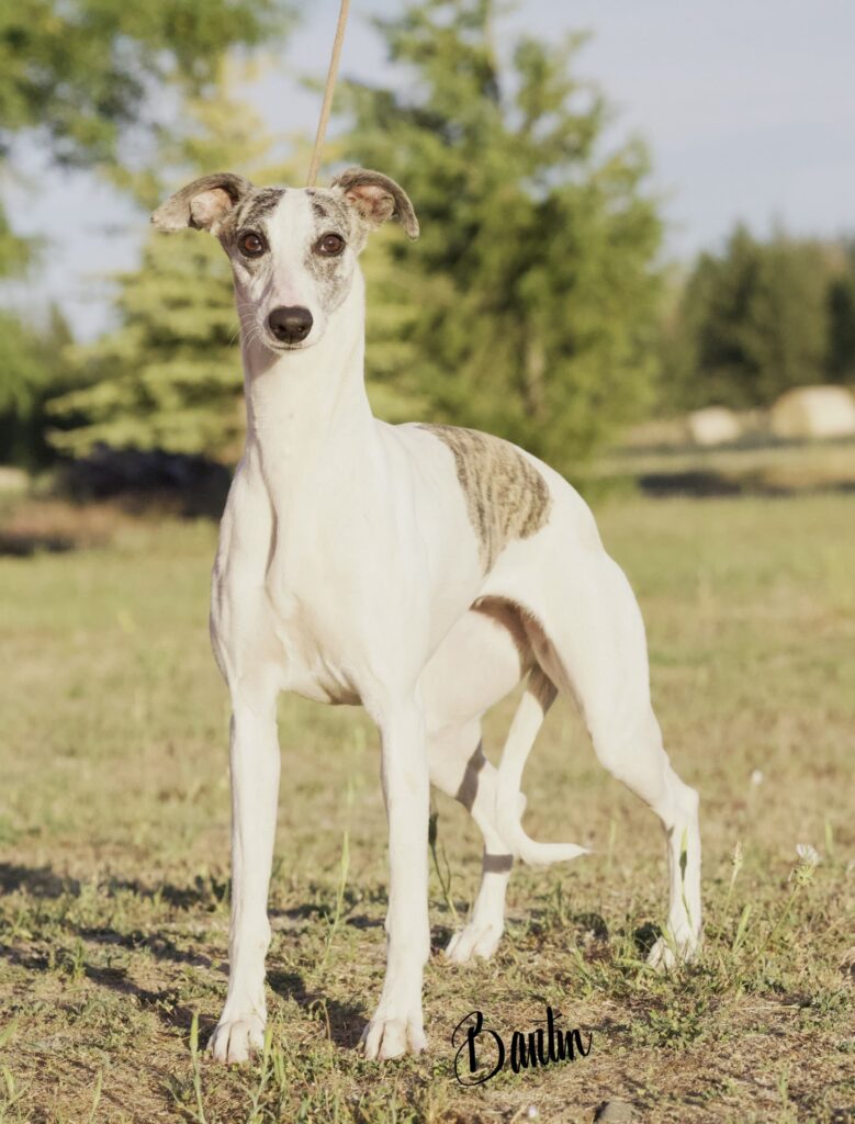 whippet puppies for sale in washington