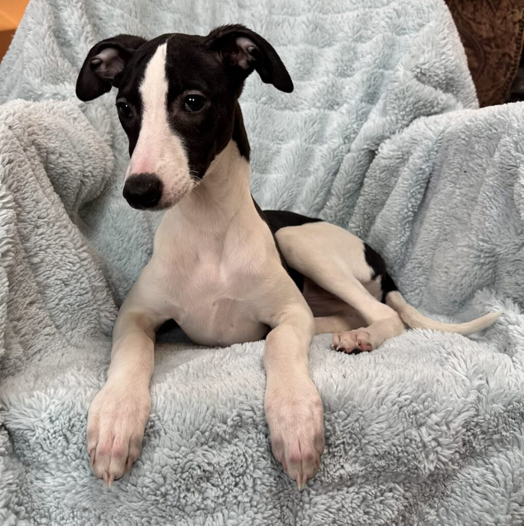 whippet puppies for sale in the PNW