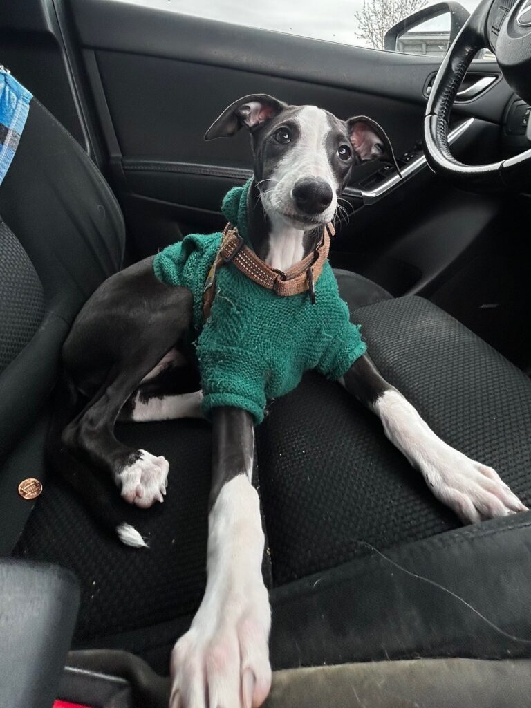 whippet puppies for sale in the PNW