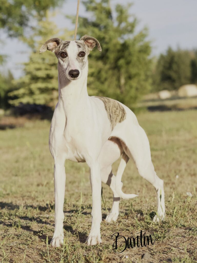 whippet puppies for sale in washington