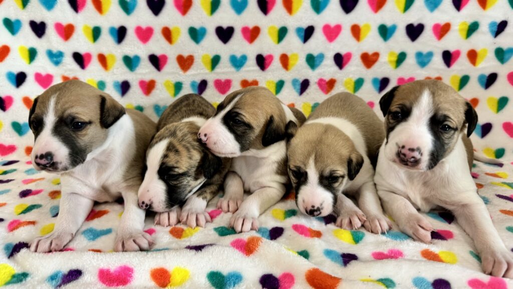 whippet puppies for sale in the PNW