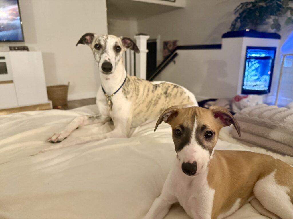 whippet puppies for sale in the PNW