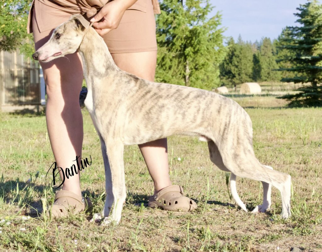 blue brindle whippet puppies for sale