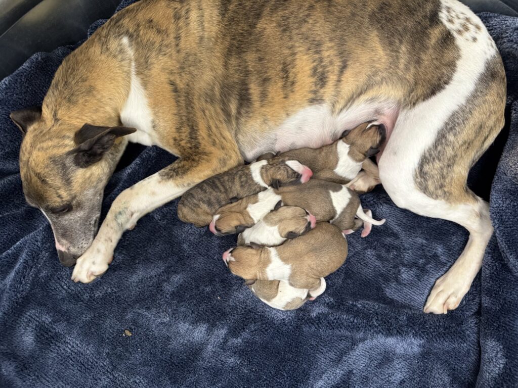 whippet puppies for sale in the PNW