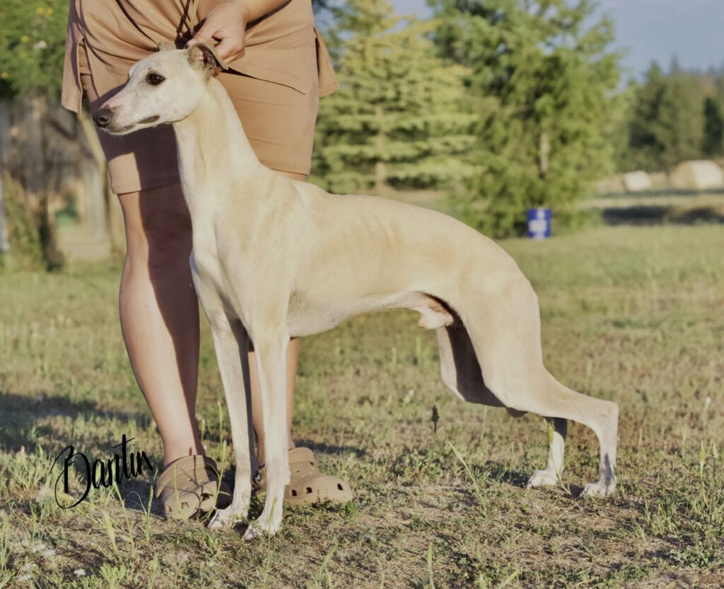 whippet puppies for sale in washington