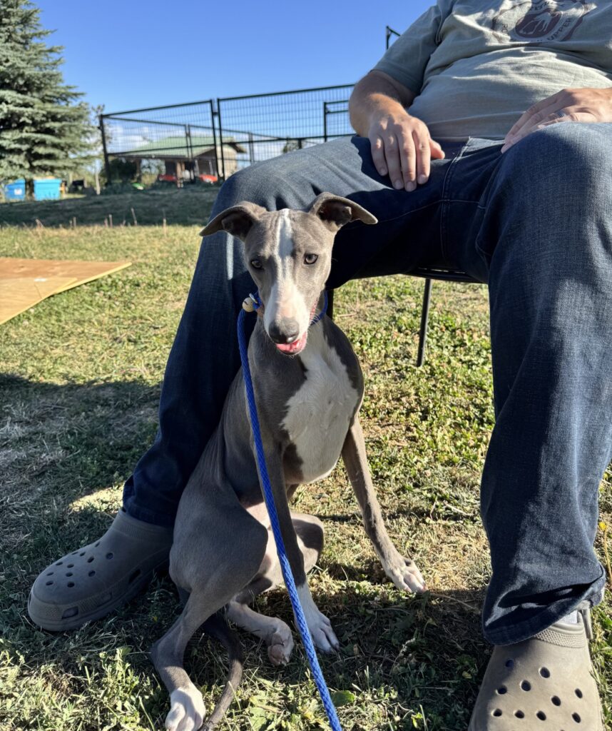 blue akc whippets for sale