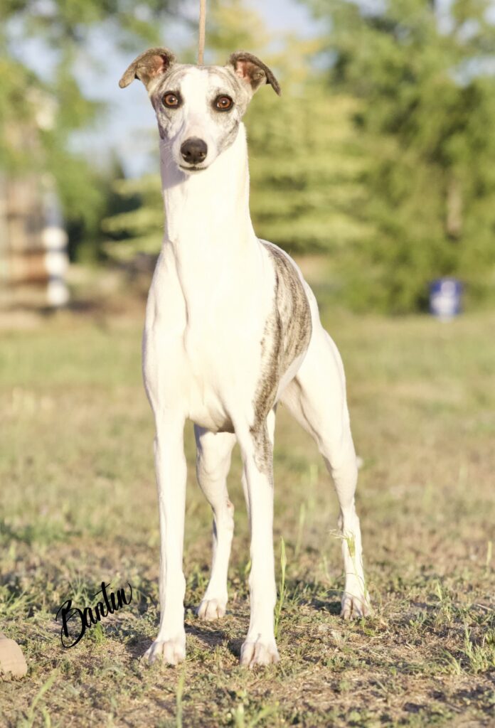 whippet puppies for sale in washington
