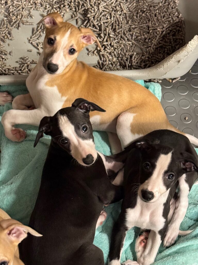 whippet puppies for sale in the PNW