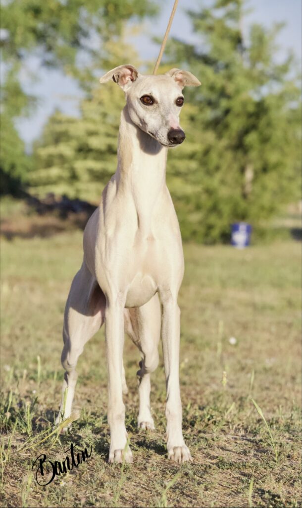 whippet puppies for sale in washington