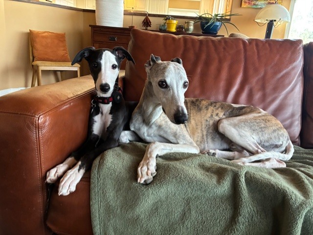 whippet puppies for sale in washington