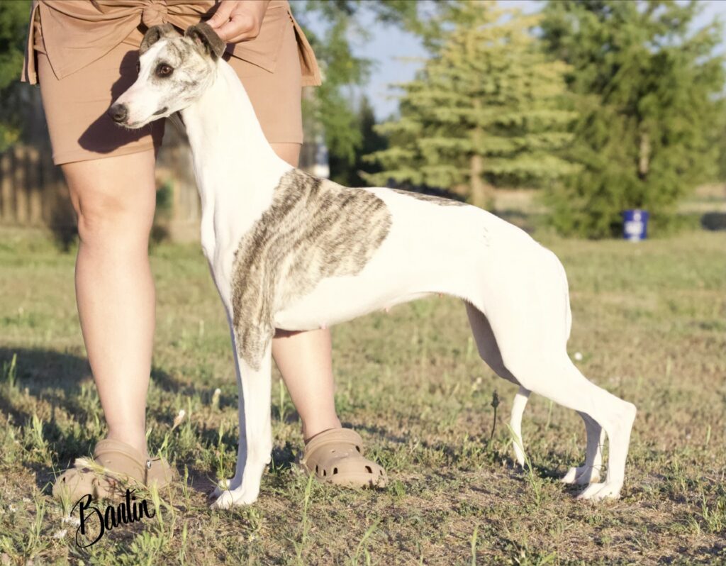whippet puppies for sale in washington