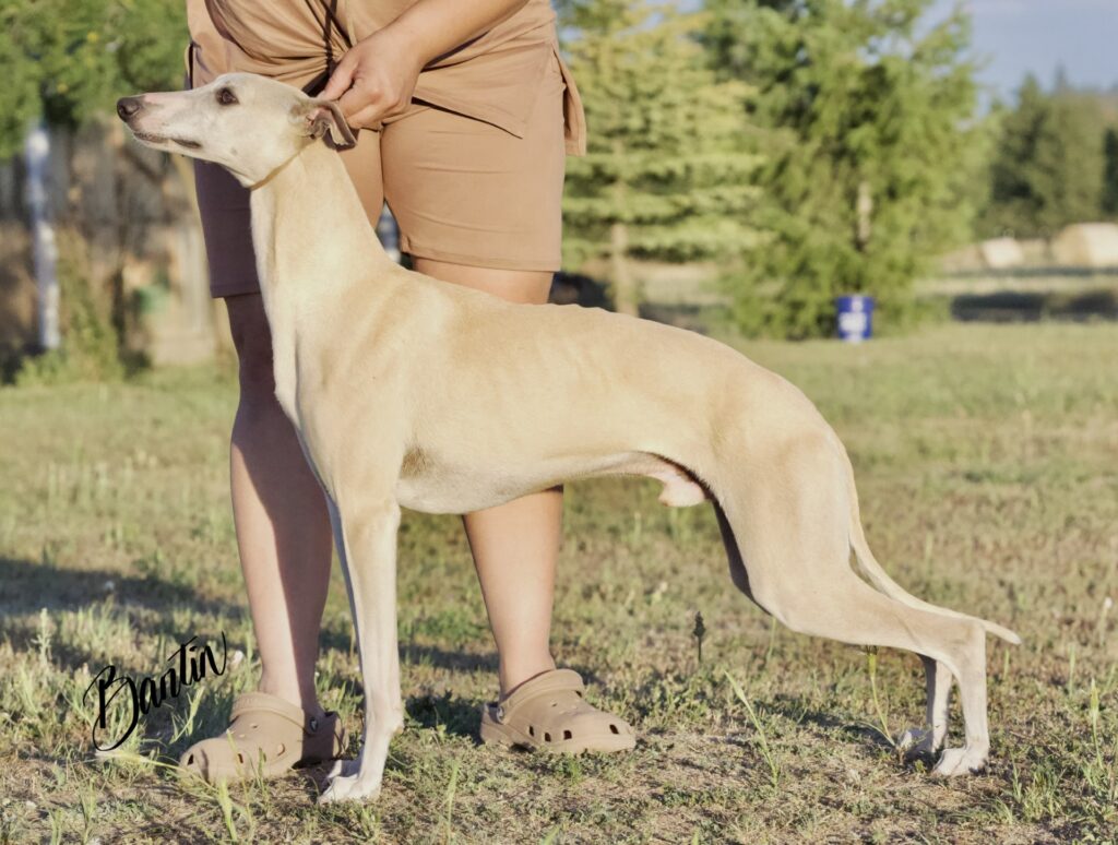 whippet puppies for sale in washington