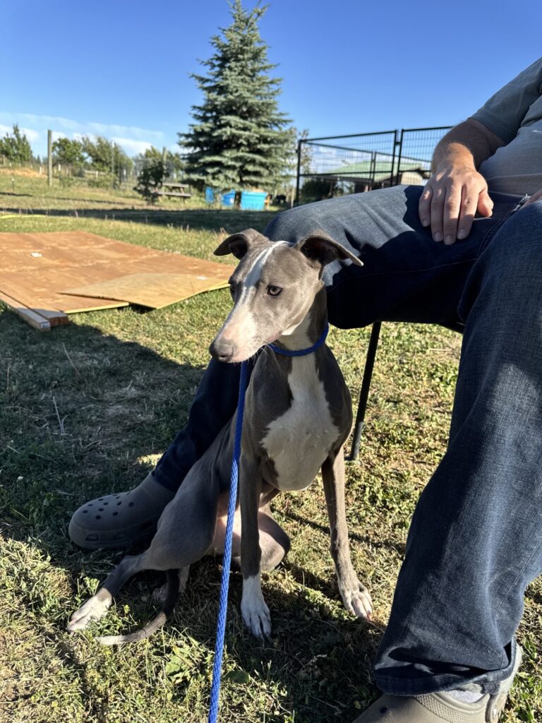 blue akc whippets for sale
