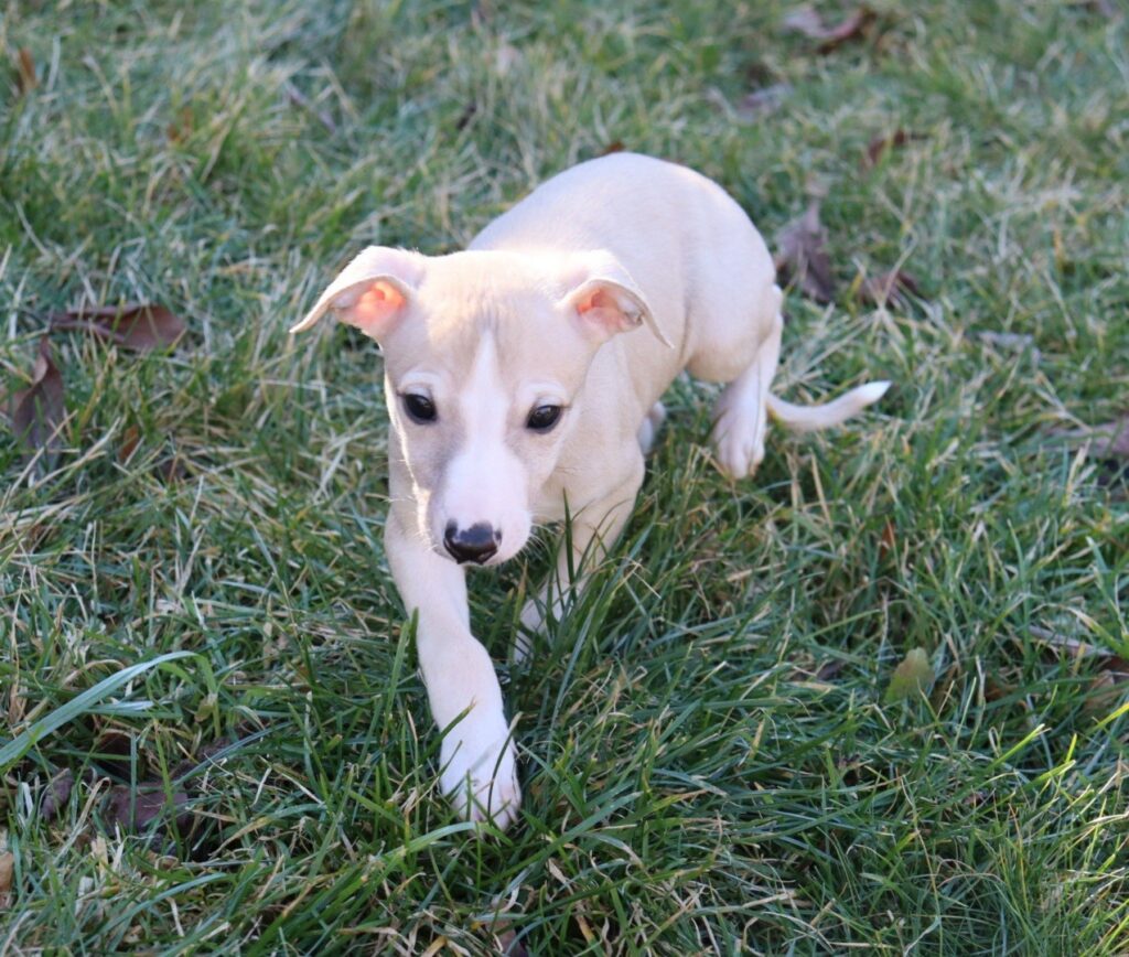 whippet puppies for sale in washington