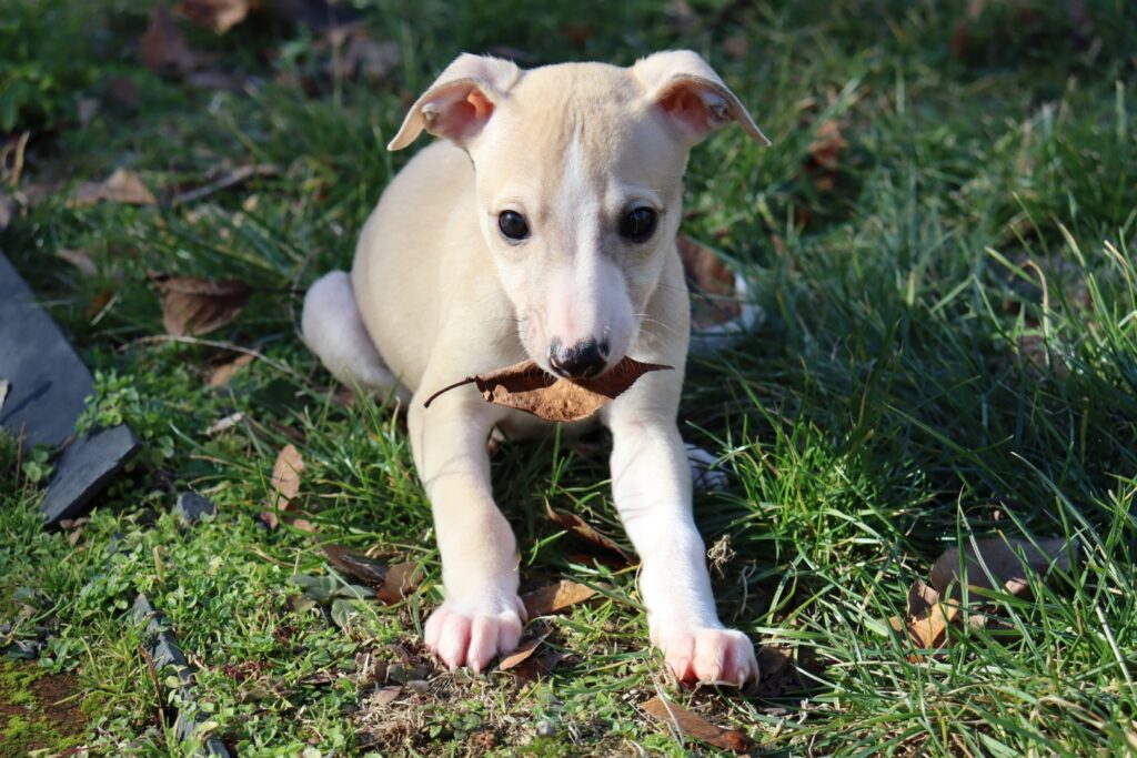 whippet puppies for sale in washington
