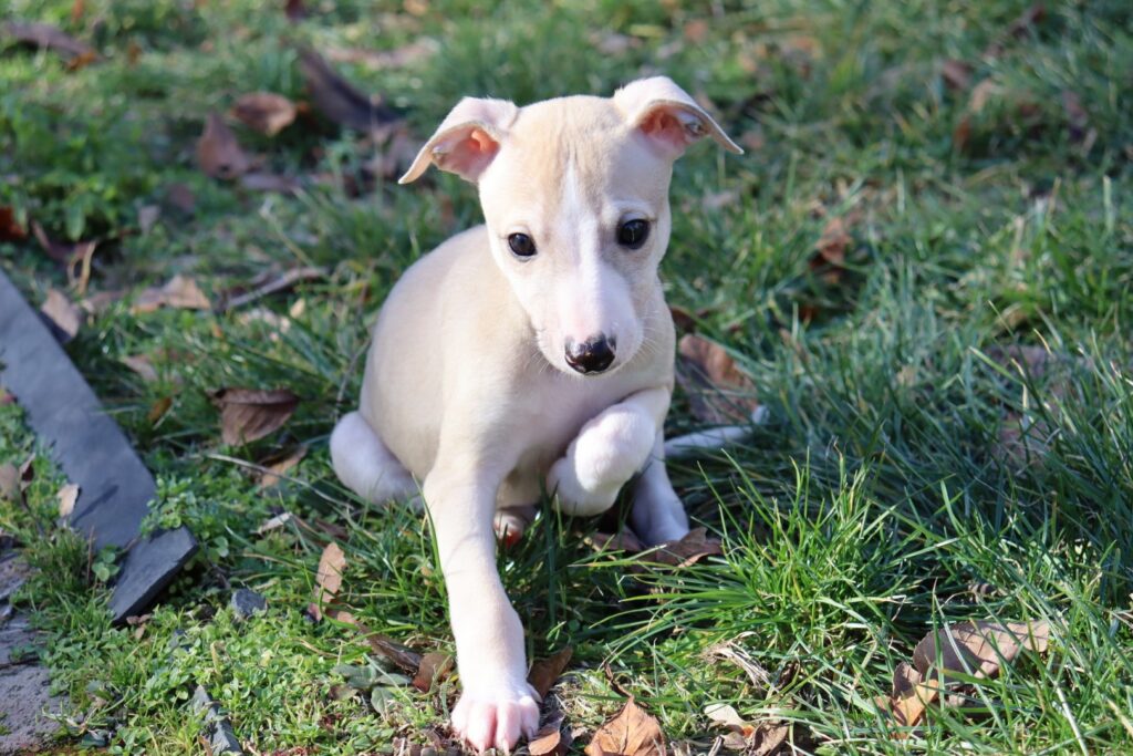 whippet puppies for sale in washington