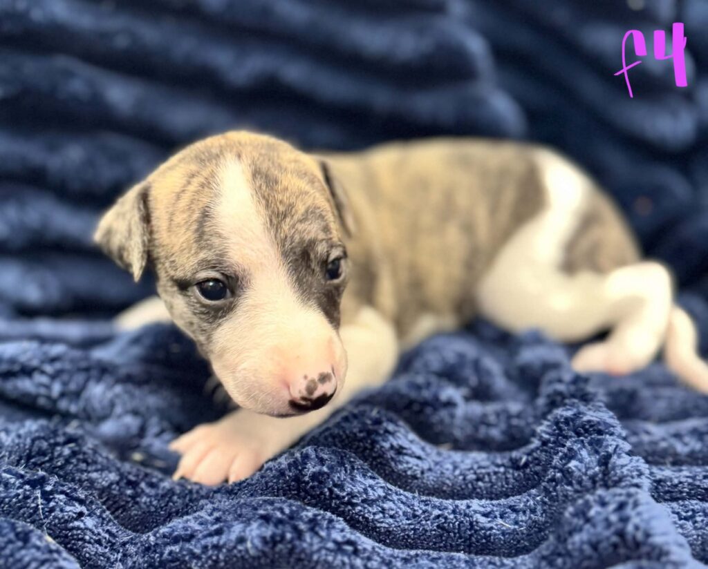 reputable whippet breeder
