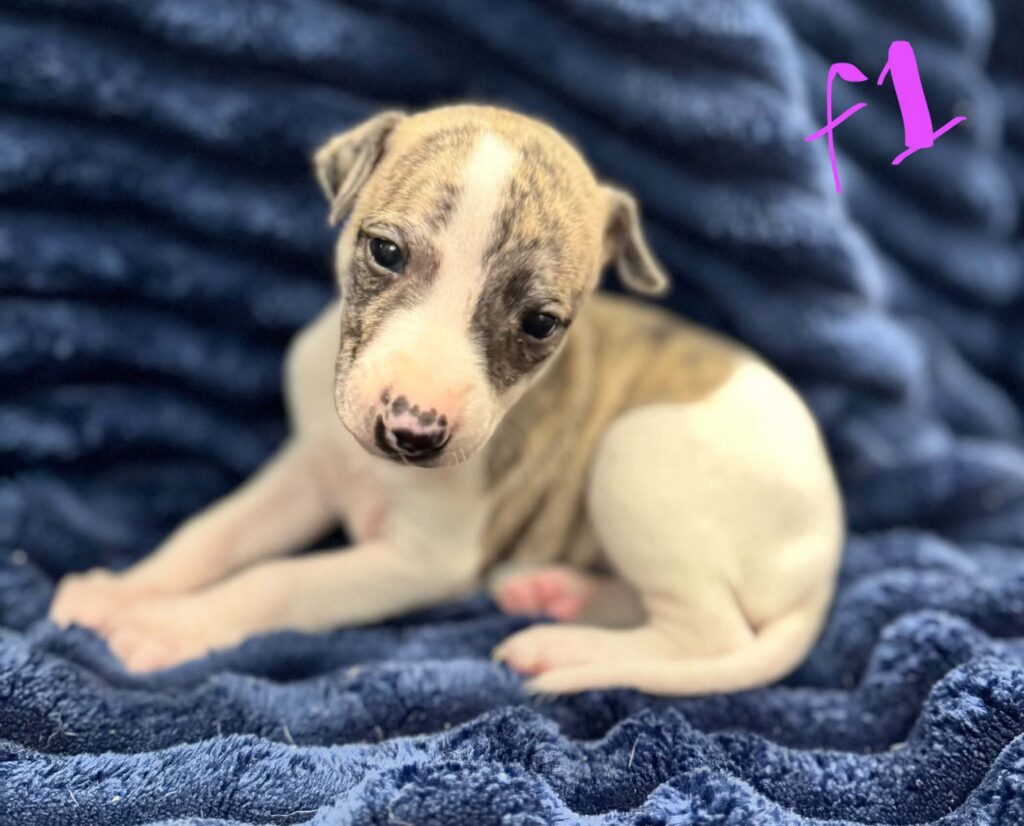 reputable whippet breeder
