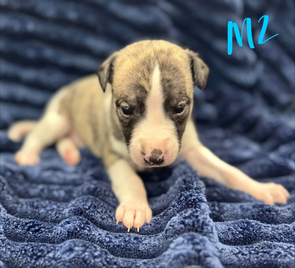 reputable whippet breeder